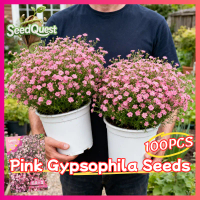 100% Original 100pcs Pink Gypsophila Flowers Seeds for Sale Baby's Breath Flower Seeds for Gardening