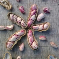 Biji benih kacang tanah lurik/kacang tanah batik
