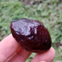 MUNCANG JAYANTI SI PAIT ORIGINAL MAK EUTIK