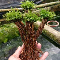 Bonsay tebing Java moss aquascape