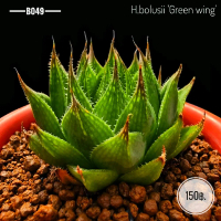 H.Bolusii 'Green wing' เชื้อด่าง B049 ฮาโวเทียส่งทั้งกระถางขนาด 3นิ้ว