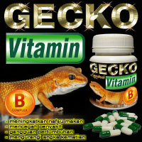 GECKO VITAMIN KAPSUL SUPLEMEN KESEHATAN HEWAN TOKEK GECKKO WHEELERI SUNGLOW TANGERINE CRESTED AFT TO