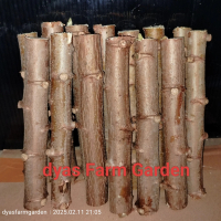 Tanaman Bibit Batang Pohon Singkong Kulit Merah Pulen