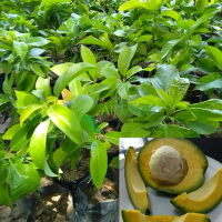 Bibit tanaman alpukat milky/Pohon buah alpukat milky/tanaman buah alpukat