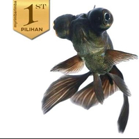 Paket Koloni (isi 10) Ikan Hias Mas Koki Buldog Hitam Hiasan Aquarium Tanaman Air / Kolam