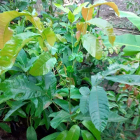 Bibit Buah Matoa Jumbo Hasil semai biji Kualitas Bagus Tanaman Bibit Matoa