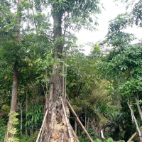 Pohon pulei fosil pohon peneduh ukuran besar