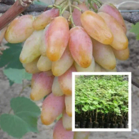 Bibit Anggur Import Dixon grafting boleh COD