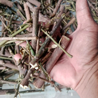 batang pat kua kering 50gr / pak kua / patkua /pakkua