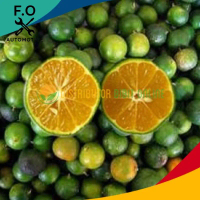 Bibit Tanaman Buah Jeruk Kasturi
