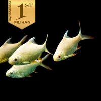 Kaviat Albino ( Isi 2) Ikan Hias Air Tawar Hiasan Aquarium Tanaman Aqascape