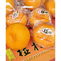 HasilSumberalaM Jeruk Kupas Ponkam Manis HDL Taiwan JUMBO Honey Mandarin Orange 500 - 600 gr 500-600