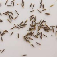 10 Butir Benih Daun Stevia Pemanis Alami Pengganti Gula