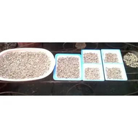 Seeds/Biji/Benih Adenium Obesum Mix Bunga SinglE Isi 100 Biji