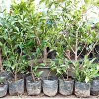 Bibit Beringin Kimeng – Bahan Bonsai Favorit, Tumbuh Cepat & Mudah Dibentuk