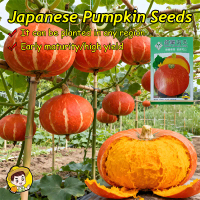 (Fast Growing 10pcs) Fresh Orange Japanese Pumpkin Seeds for Planting Vegetables Plants High Yield S