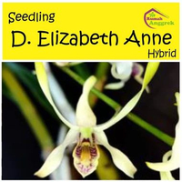 Seedling Anggrek Dendrobium Elizabeth Anne Hybrid dendro canaliculatum dan discolor pra remaja