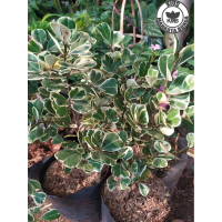 Tanaman Hias Ficus Triangularis / Pohon Beringin Kupu Kupu Variegata