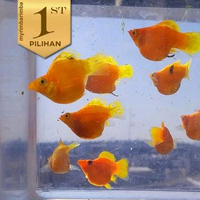 Molly Sunkist Orange Grade A+ Ikan Hias Aquascape Hiasan Aquarium Tanaman Air -