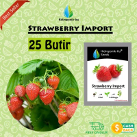 Bibit / Benih Strawberry Import (25 Butir) Hidroponik Ku