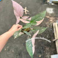 Syngonium Pink Splash Daun Gelap