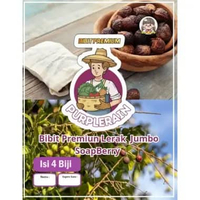 Bibit Unggul Buah Lerak SoapBerry | Biji Bibit Lerak