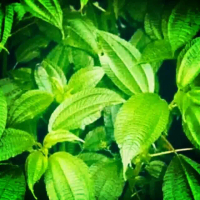 daun pohpohan segar lalapan Rametuk01