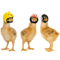 Chicken Helmet Cap Pet Protective Gear Sun Rain Protection Helmet Toy Bird Hens Small Pet Supplies Costumes Accessories