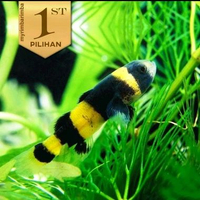 Anakan Mini Goby Bumblebee Ikan Hias Aquascape HIasan Aquarium