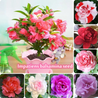 [Fast Germination] 200 Seeeeds Mixed Colors Impatiens Balsamina Seeeeds for Planting Bonsai Henna fl