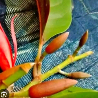 Bibit tanaman bunga kantil merah okulasi