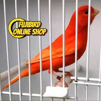 BURUNG KENARI IMPORT RED INTENSIF MERAH SOLID GACOR