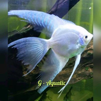ikan manfish platinum slayer size L
