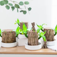 Brazilian Wood Groot Green Plant Water Raise Lucky Wood Potted Small Tree People with Buds Indoor Hydroponic Four Seasons Plants