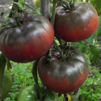 50 Cherokee Tomato benih -  Purple Tomato biji -  Purple Cherokee Tomato Seeds - Rare Vegetable Seed