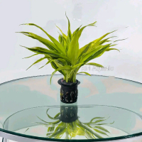 Tanaman Aquascape Hiasan Aquarium atau paludarium, bambu hoki kuning dilengkapi dengan media pot hit
