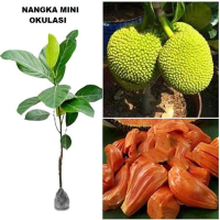 Bibit Nangka Mini Okulasi Cocok Pot Lahan Sempit Produktif