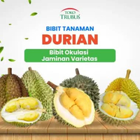 TRUBUS - TANAMAN BUAH DURIAN BHINEKA BAWOR / CUMASI / DURI HITAM / MASMUAR / SUPER TEMBAGA Durian Bh