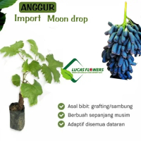 bibit anggur import moondrop