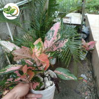 tanaman aglonema kochin tembaga - aglonema kocin