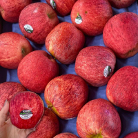 【WANG 蔬果】紐西蘭皇家級GALA蘋果60-65顆x1箱(9kg/箱)