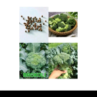 Biji benih brokoli hijau