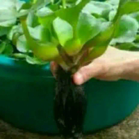 eceng gondok termurah Rametuk01