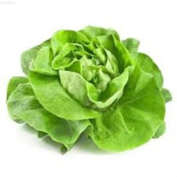 Hạt giống xà lách đăm, xà  lách cuộn gói 2gram
