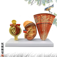 人體模型醫院學校教學演示教具腎小球內臟器官解剖腎剖面單位結構