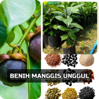 Benih Manggis Unggul super