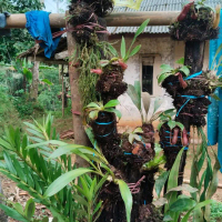 paket angrek sama media tanam pohon pakis