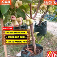 MUMPUNG PROMO Bibit / Pohon Jambu Air Madu Super Unggul Cepat Berbuah / Sudah Berbunga boleh COD