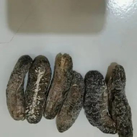 teripang gosok/haisom bangka/haisom/sea cucumber 100 Gram