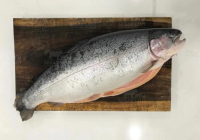 Salmon Utuh Norwegian Frozen | Frozen Fresh | Salmon Trout Norwegia